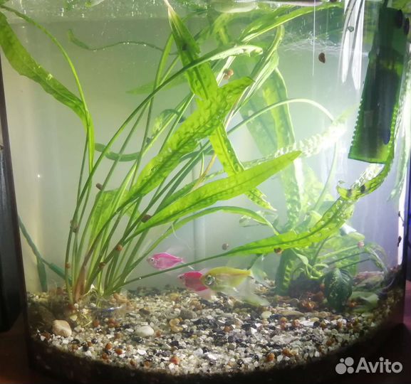 Аквариум с рыбками