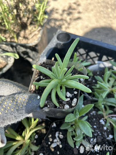 Делосперма