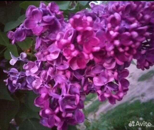 Сирень персидская