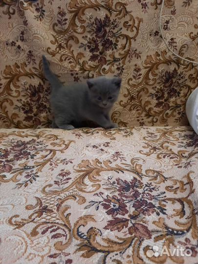 Шотландские прямоухие котята