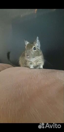 Бельчата Дегу