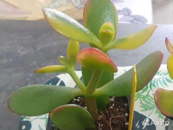 Крассула овата сансет