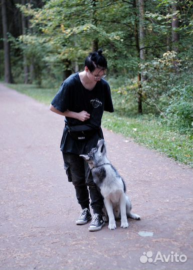 Кинолог, дрессировка собак