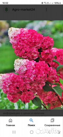 Гортензия строуберри блоссом и сандей фрайз