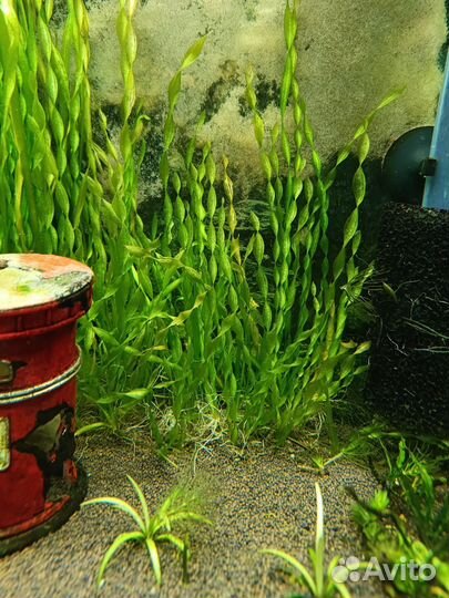 Валеснерия прямая и вьющаяся