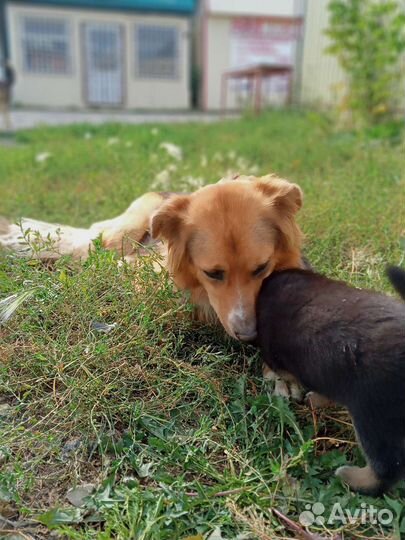 Собака в добрые руки