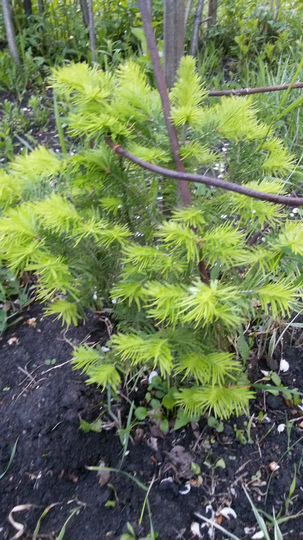 Дача 31 м² на участке 10 сот.