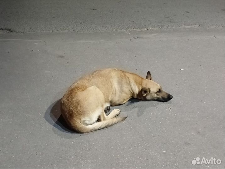 Собака в добрые руки