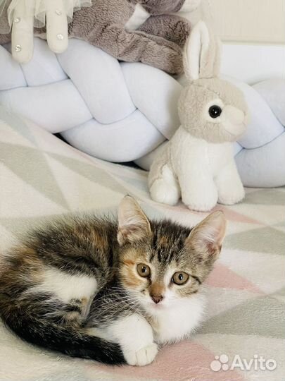 Котенок в добрые руки