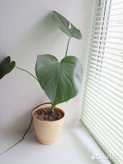 Монстера укоренённая в горшке