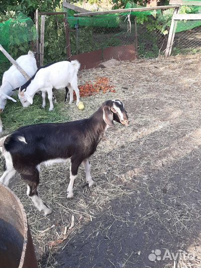 Козочки нубийские