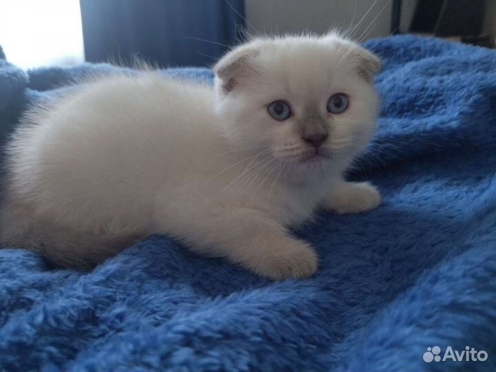 Шотландские котята