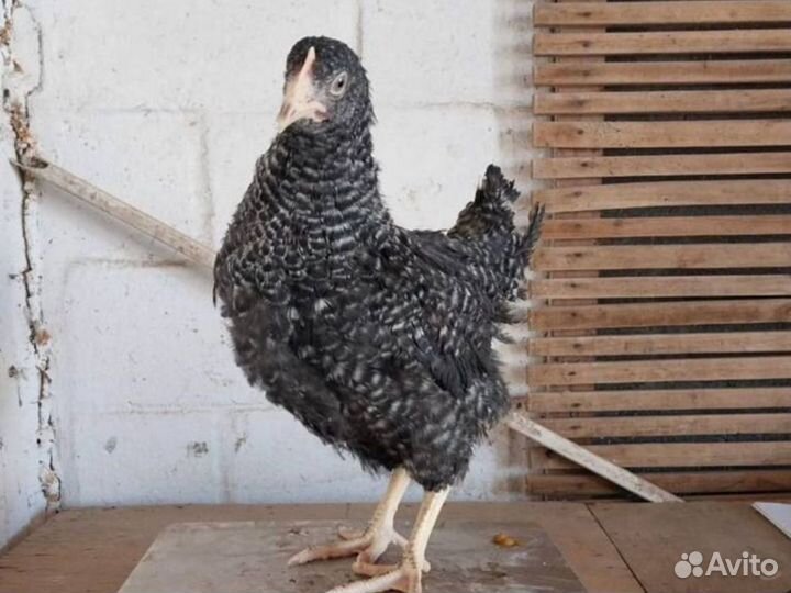 Куры-несушки