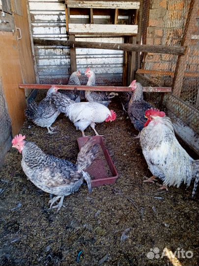 Инкубационное яйцо породных кур