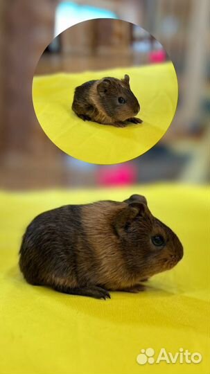 Морские свинки