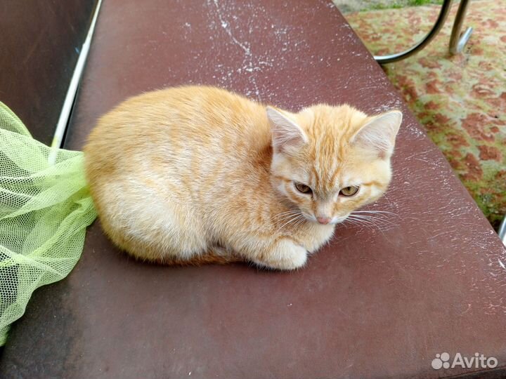 Котята