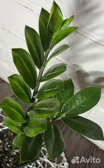 Замиокулькас