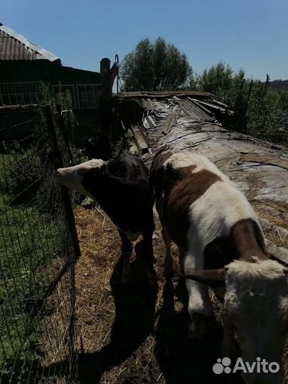 Бычок и две телочки