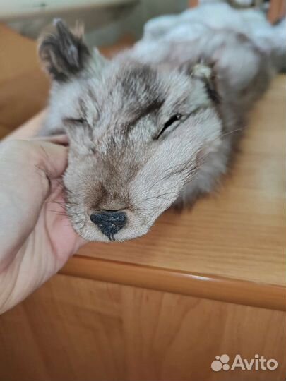 Целая шкурка песца