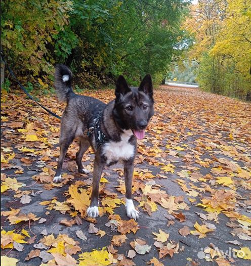 Лаечка-Чернобурочка