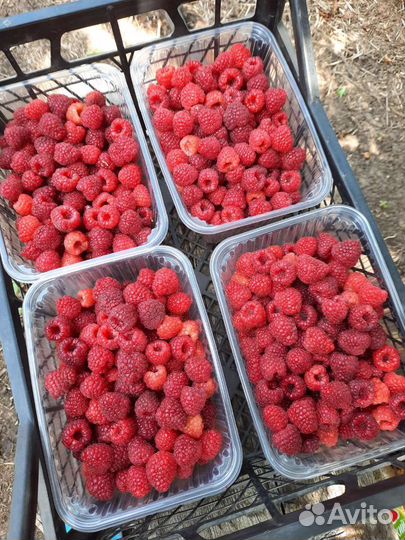 Малина ягоды