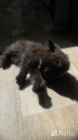 Сибирские котята