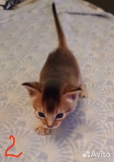 Абиссинские котята
