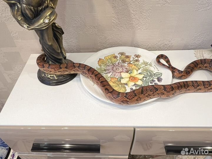 Змея маисовый полоз