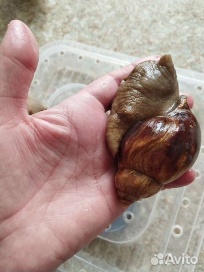 Улитки ахатины