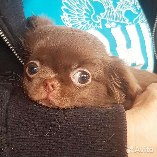 Малыши чихуахуа, три шоколадных медвежонка