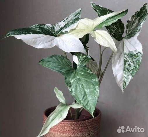 Сингониумы