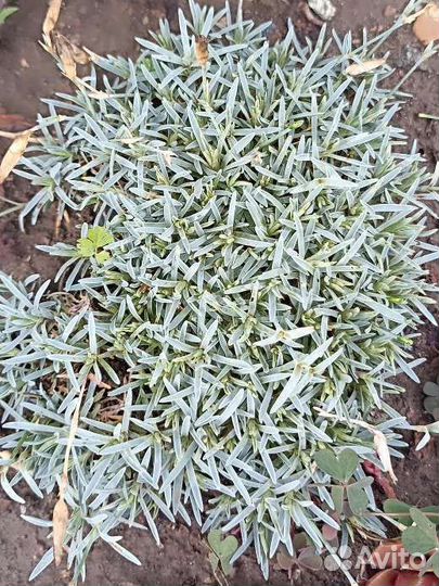 Почвопокровные растения - часть 1