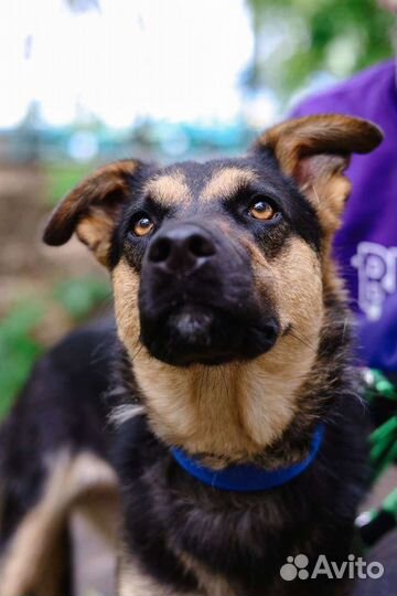 Собака в добрые руки из приюта