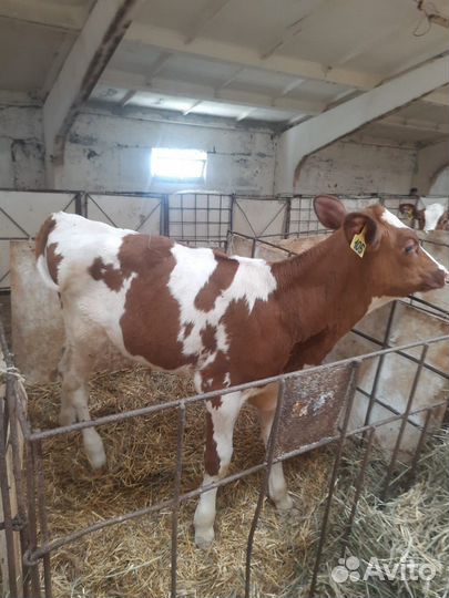 Т Сименталы