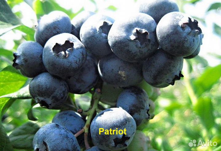 Саженцы голубики