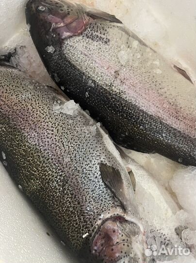 Форель охлажденная непотрошенная