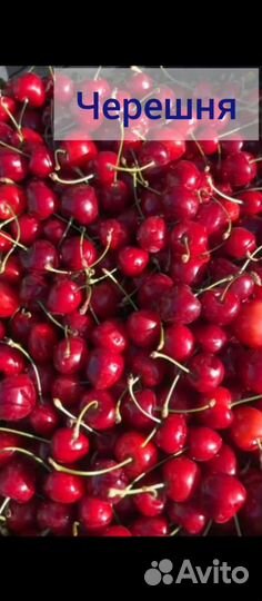 Ягода свежая оптом и розница