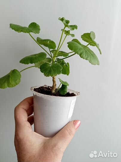 Пеларгонии в горшках,молодые большие растения