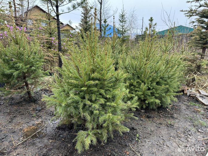 Ель аянская формированная (очень пышная)