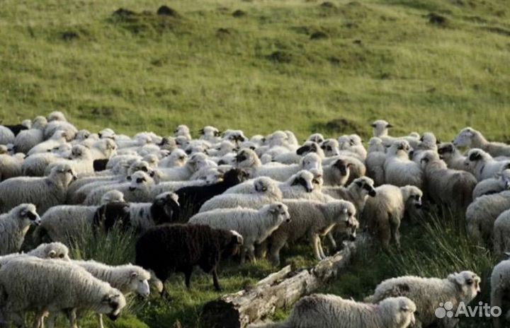 Бараны и овцы