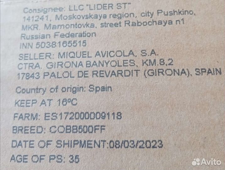 Кобб 500 Испания бройлер цыплята