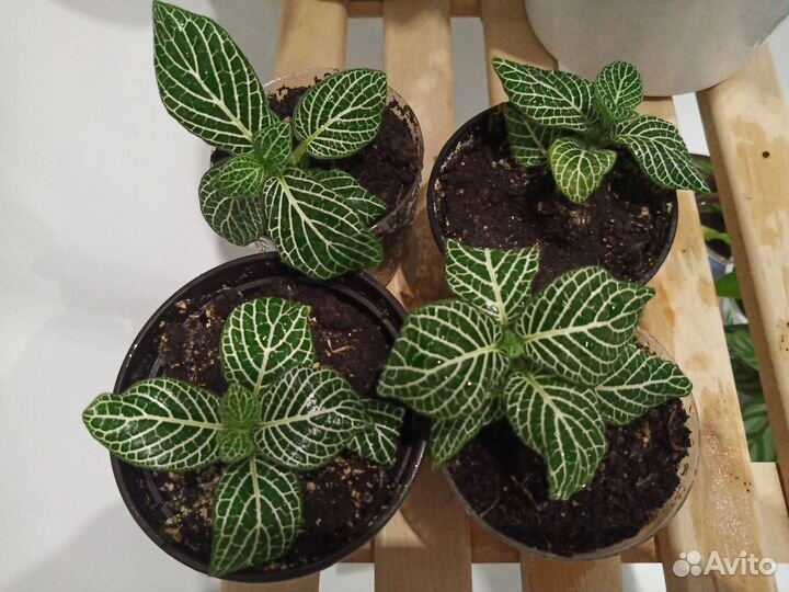 Много комнатных цветов