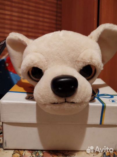 Собачка чихуахуа