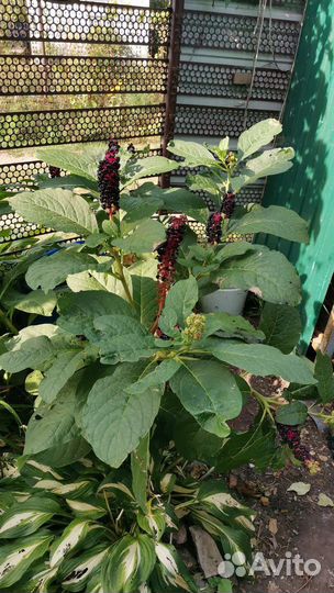 Лаконос (фитолакка)