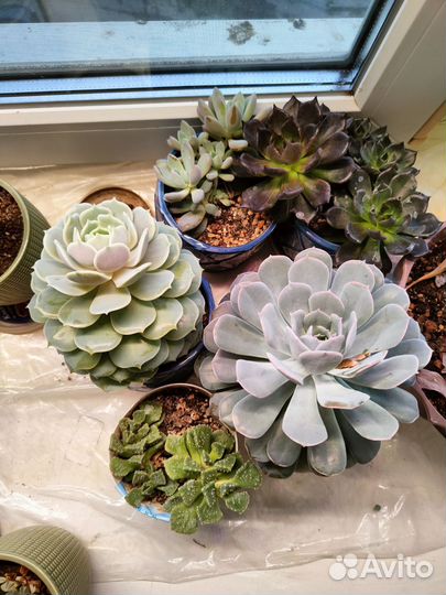 Флорариум суккуленты