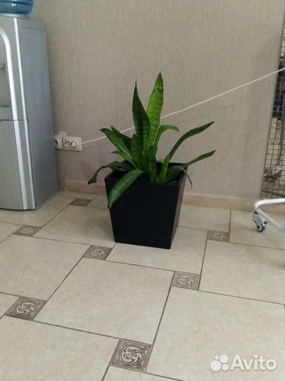 Цветы комнатные