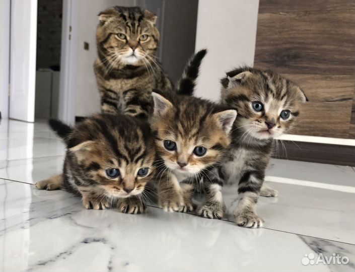 Шотландские котята