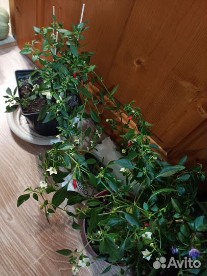 Перчик острый