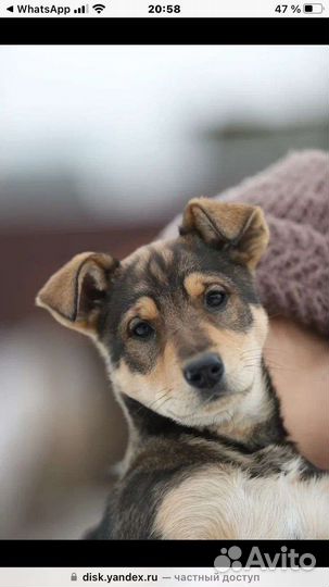 Щенок в добрые руки девочка