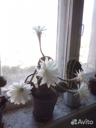 Кактус